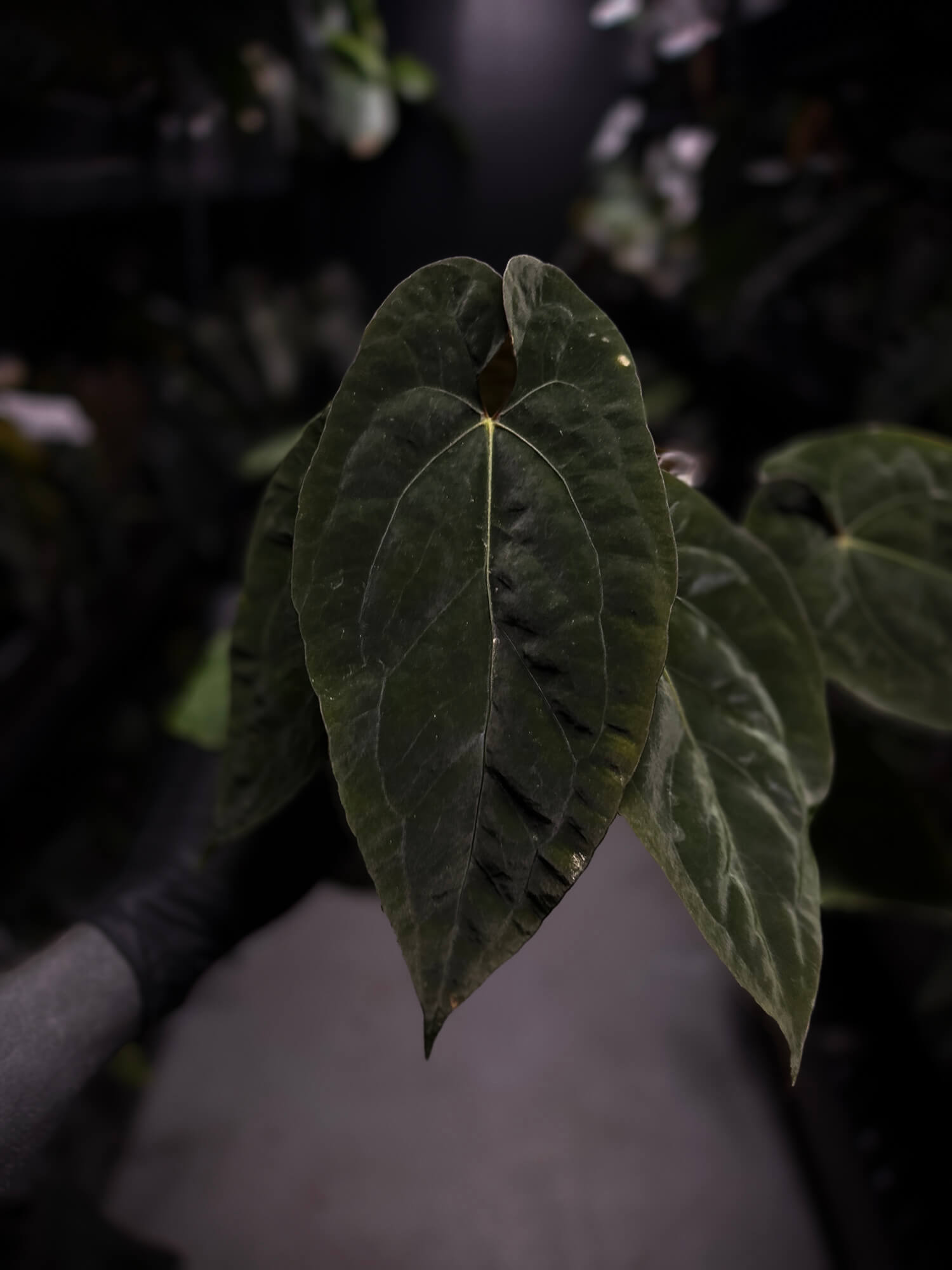 Anthurium (pap x dress) s1 x ‘Dropbear’ • select plant