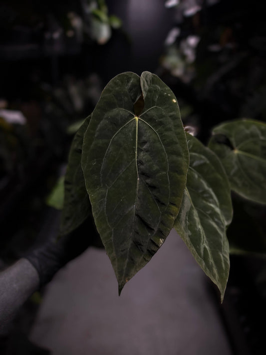 Anthurium #UluruDreams • select plant