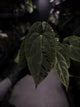 Anthurium (pap x dress) s1 x ‘Dropbear’ • select plant