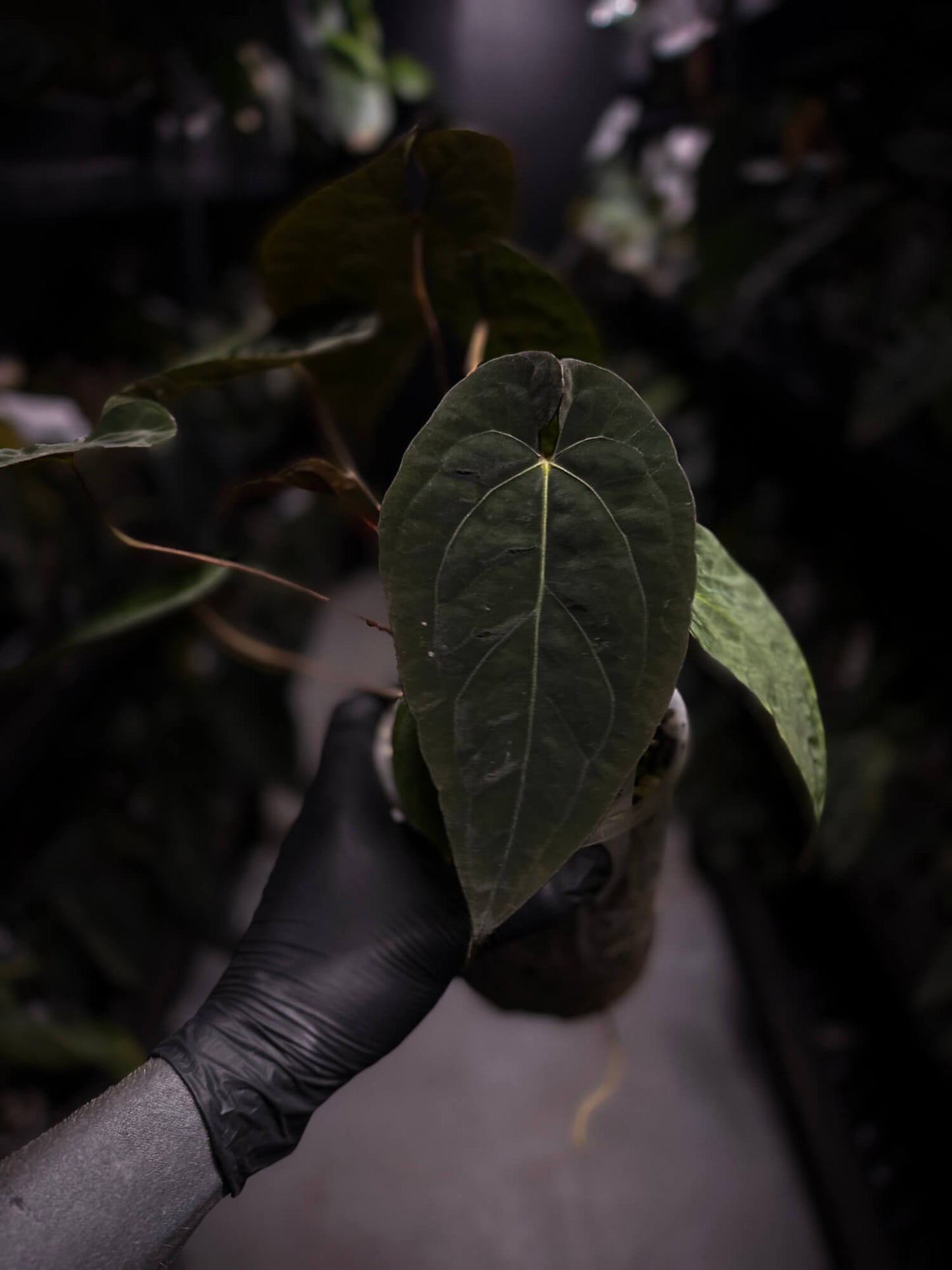 Anthurium (pap x dress) s1 x ‘Dropbear’ • select plant