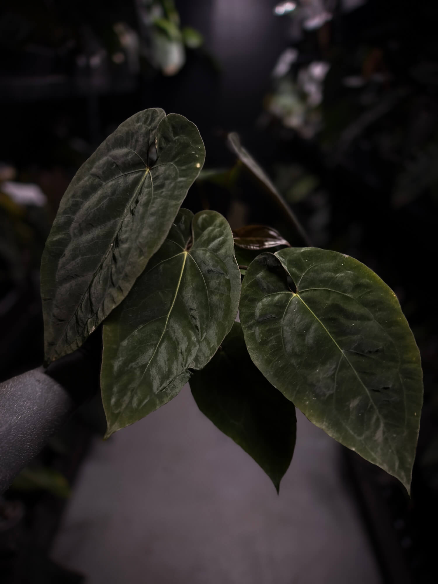 Anthurium (pap x dress) s1 x ‘Dropbear’ • select plant