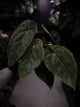 Anthurium (pap x dress) s1 x ‘Dropbear’ • select plant