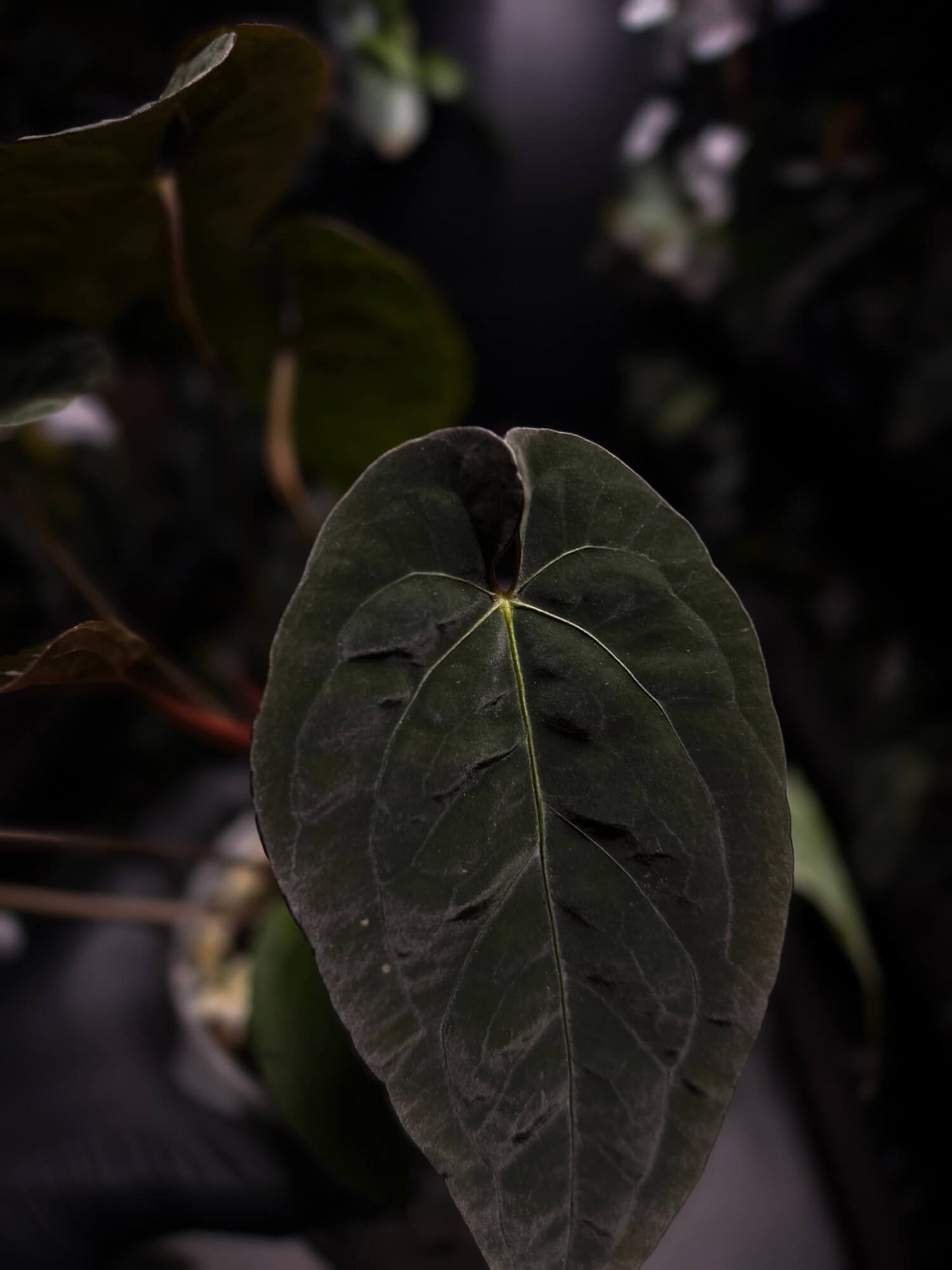 Anthurium (pap x dress) s1 x ‘Dropbear’ • select plant