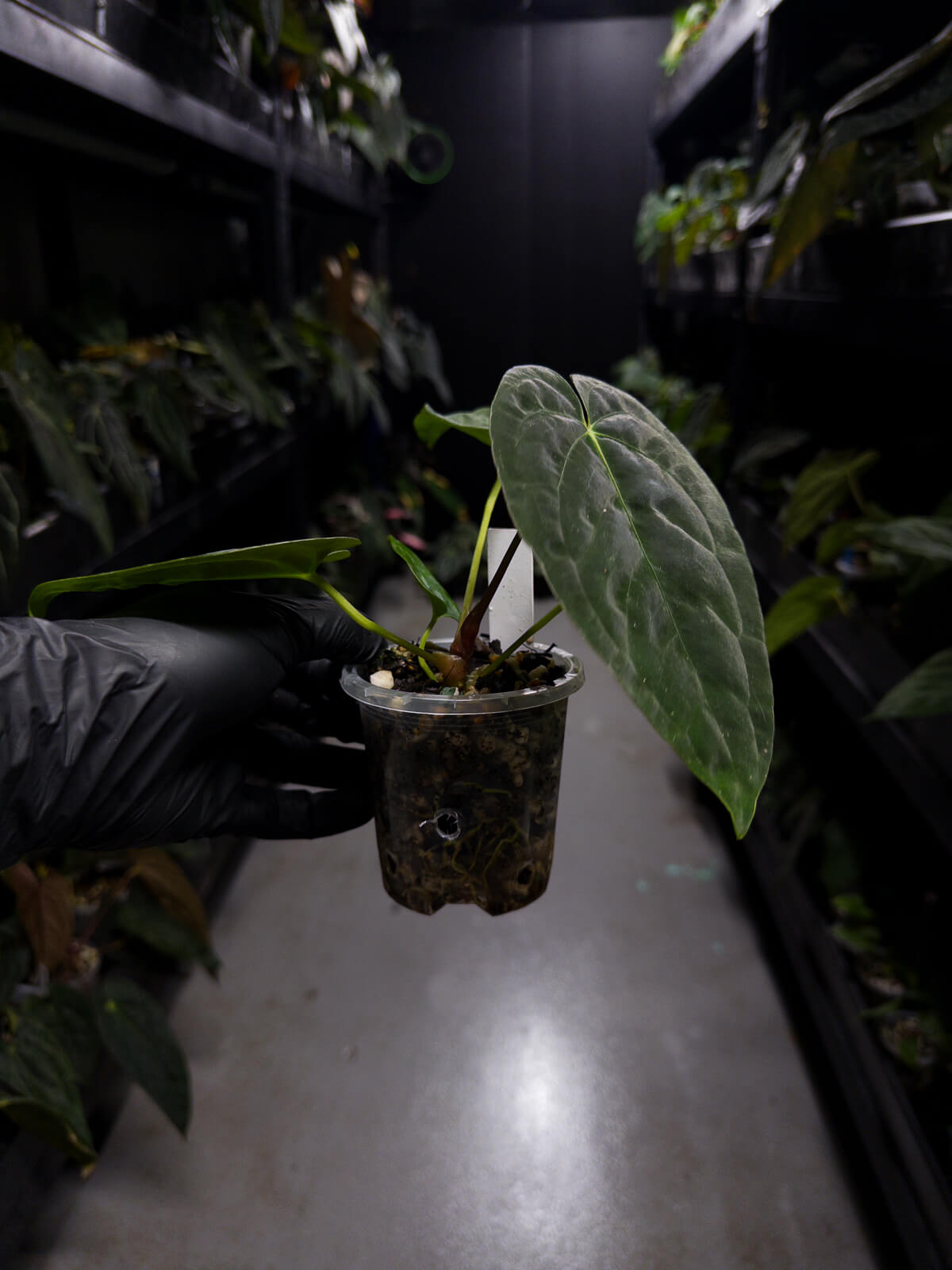 anthurium papillilaminum x dressleri Anthurium papillilaminum x dressleri • 'LAS' x 'JS' – The Plant Plug