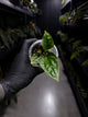 Anthurium ((pap x dress) x panamense) #Panaconda x luxurians