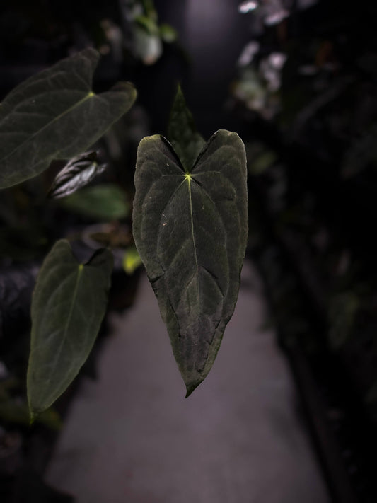 Anthurium #Asmodeus