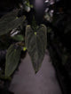 Anthurium #Asmodeus