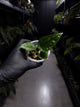 Anthurium ((pap x dress) x panamense) #Panaconda x luxurians