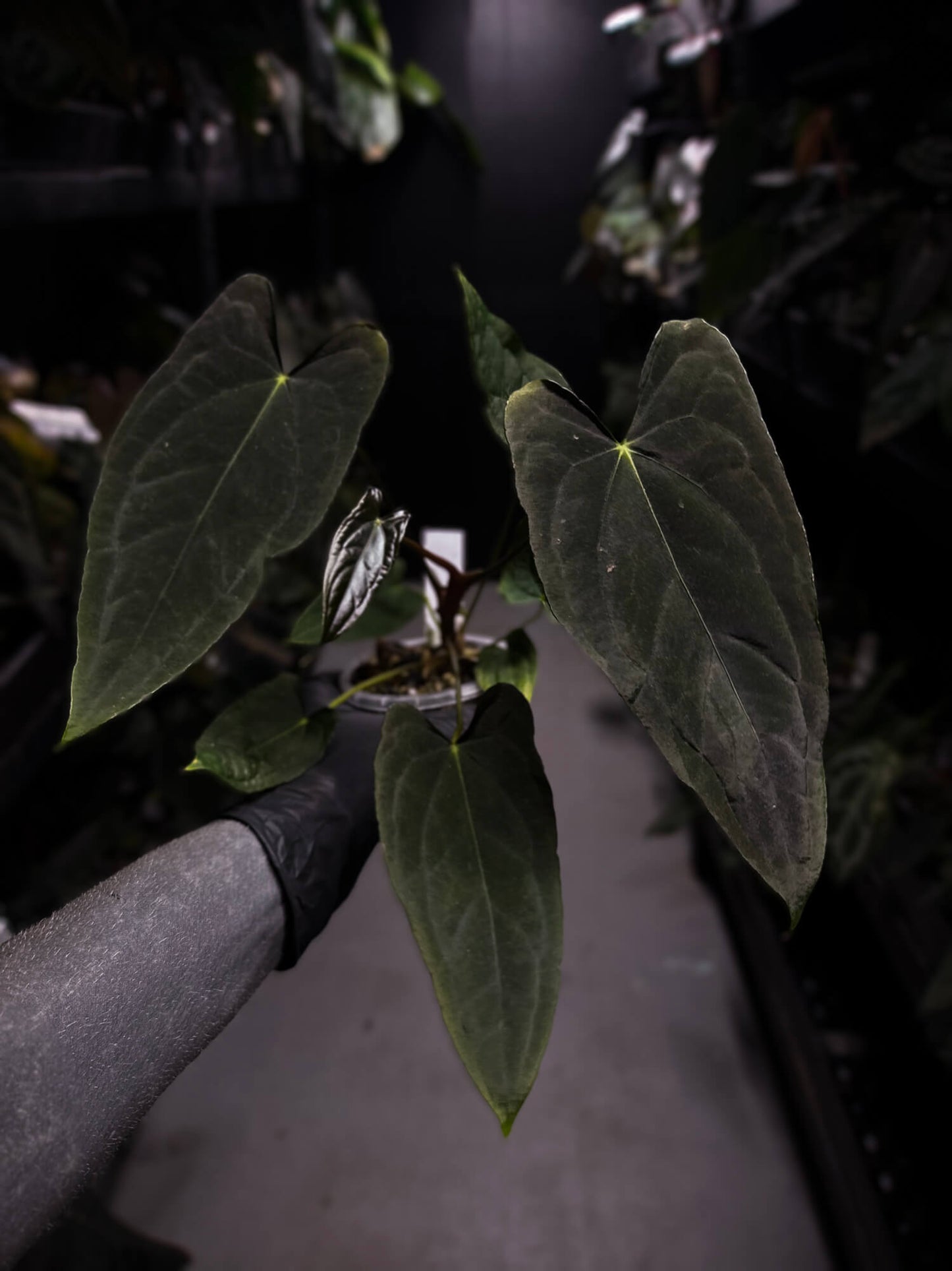 Anthurium #Asmodeus