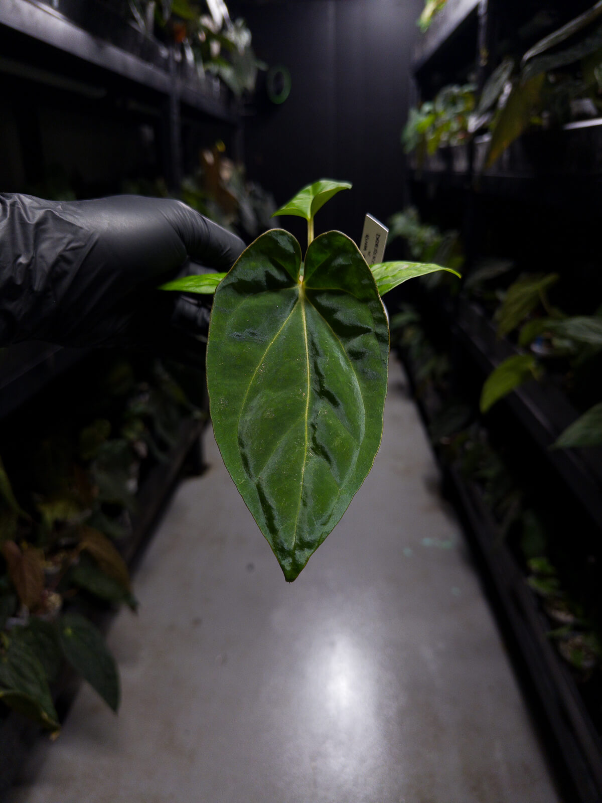 anthurium (dressleri 'RG' f2 x carlablackiae) x kunayalense 'RA7'