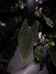 Anthurium #Asmodeus