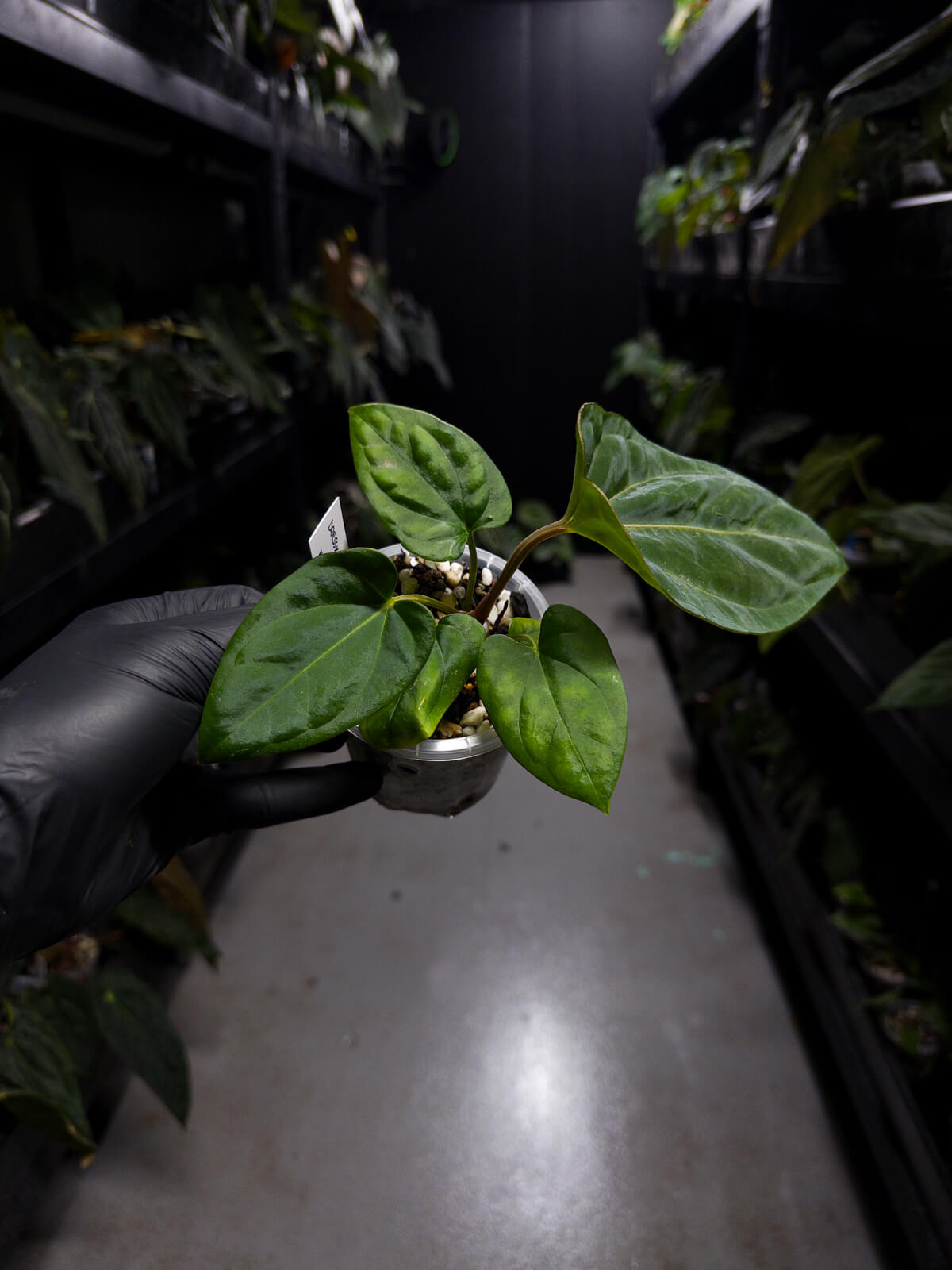 anthurium (dressleri 'RG' f2 x carlablackiae) x kunayalense 'RA7'