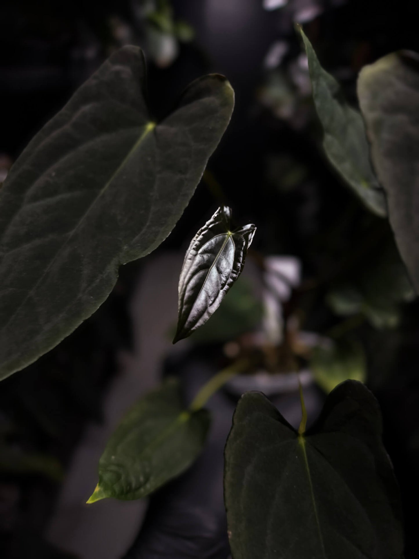 Anthurium #Asmodeus