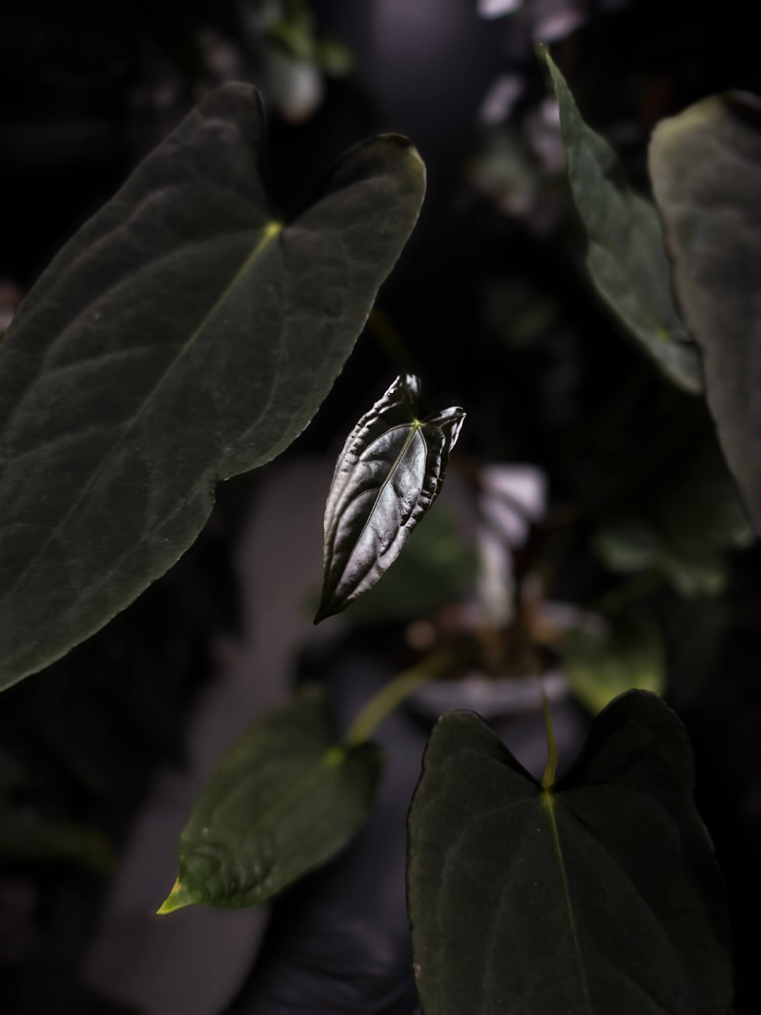 Anthurium #Asmodeus