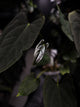 Anthurium #Asmodeus
