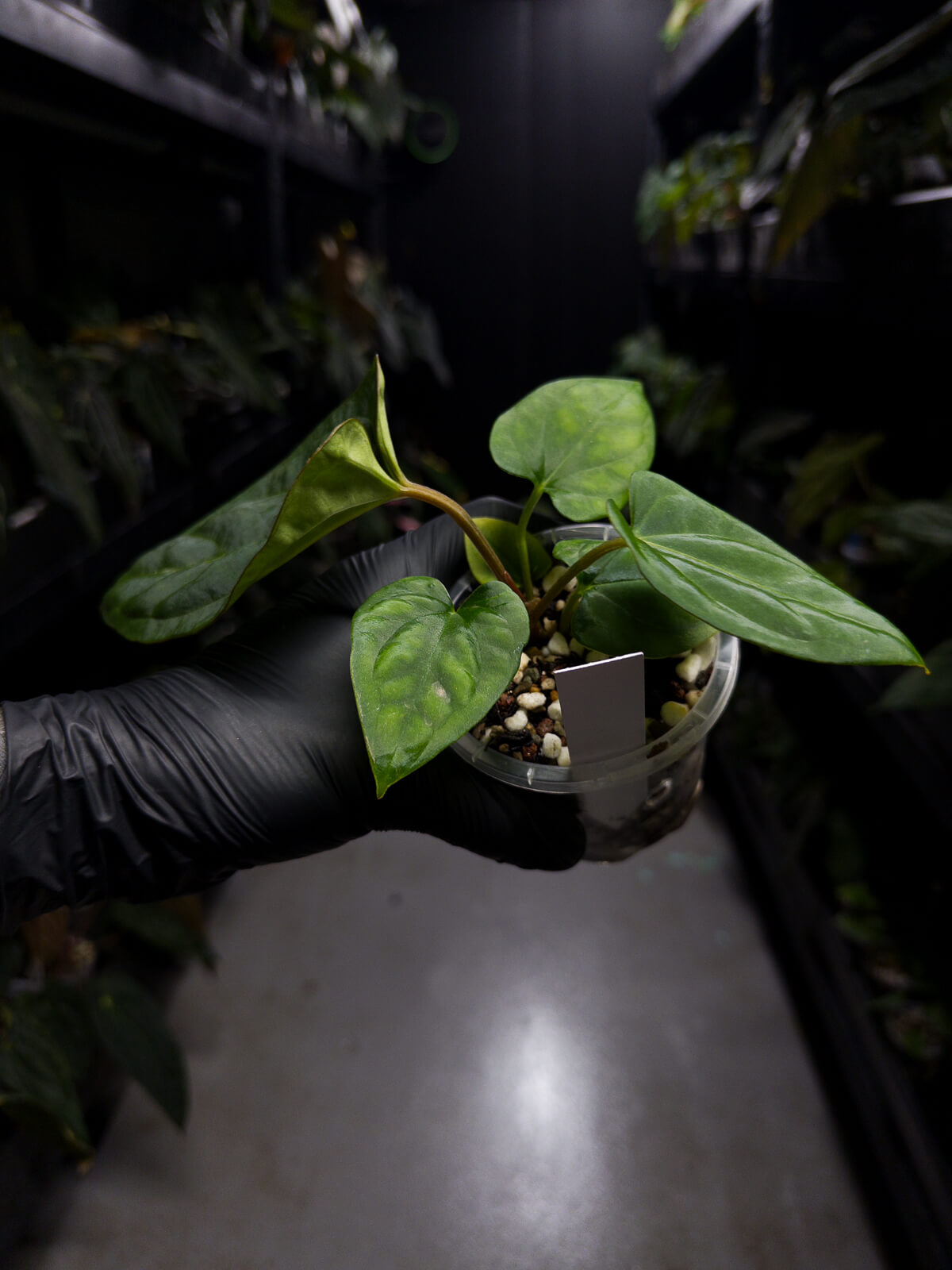 anthurium (dressleri 'RG' f2 x carlablackiae) x kunayalense 'RA7'