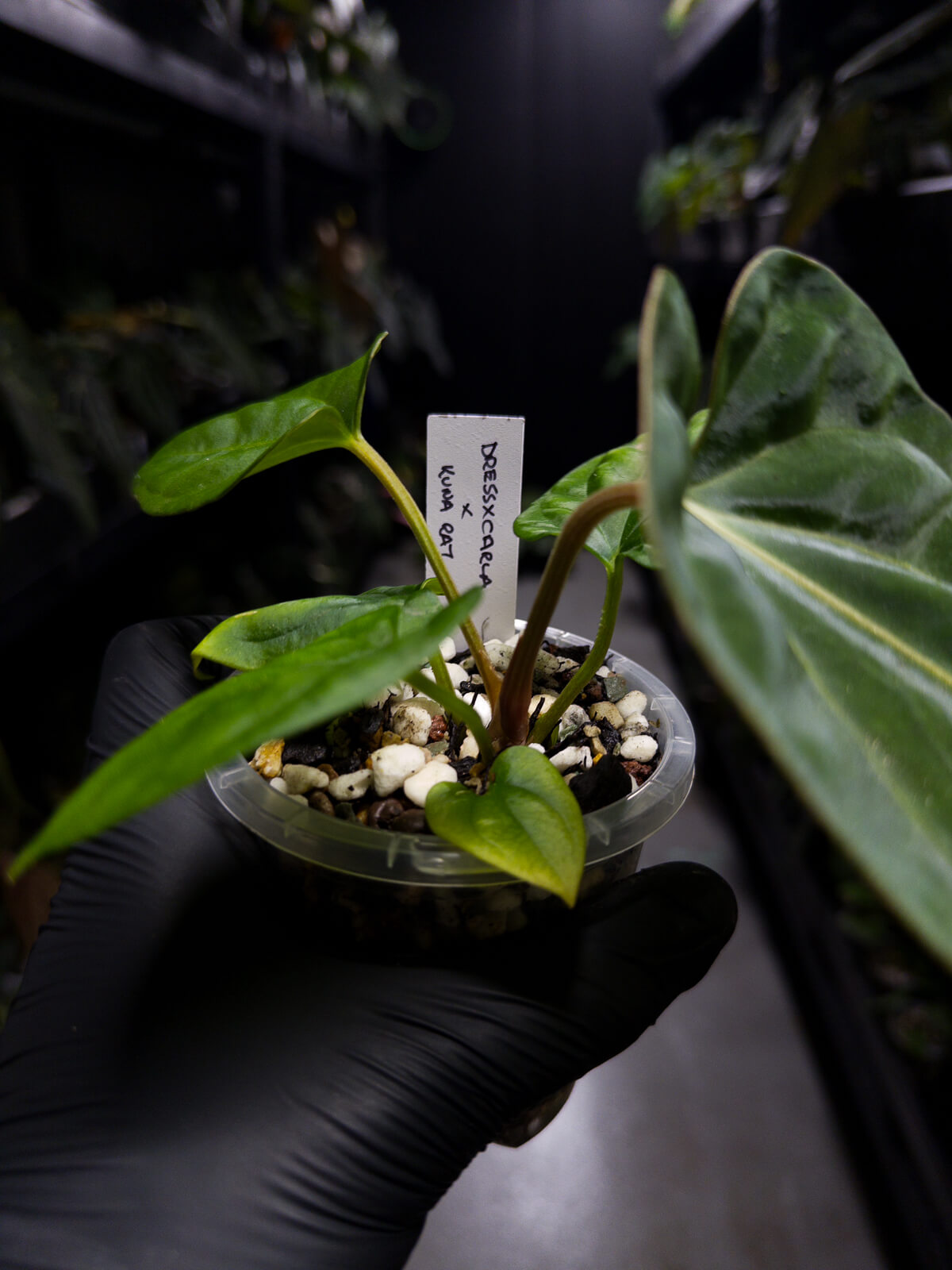 anthurium (dressleri 'RG' f2 x carlablackiae) x kunayalense 'RA7'