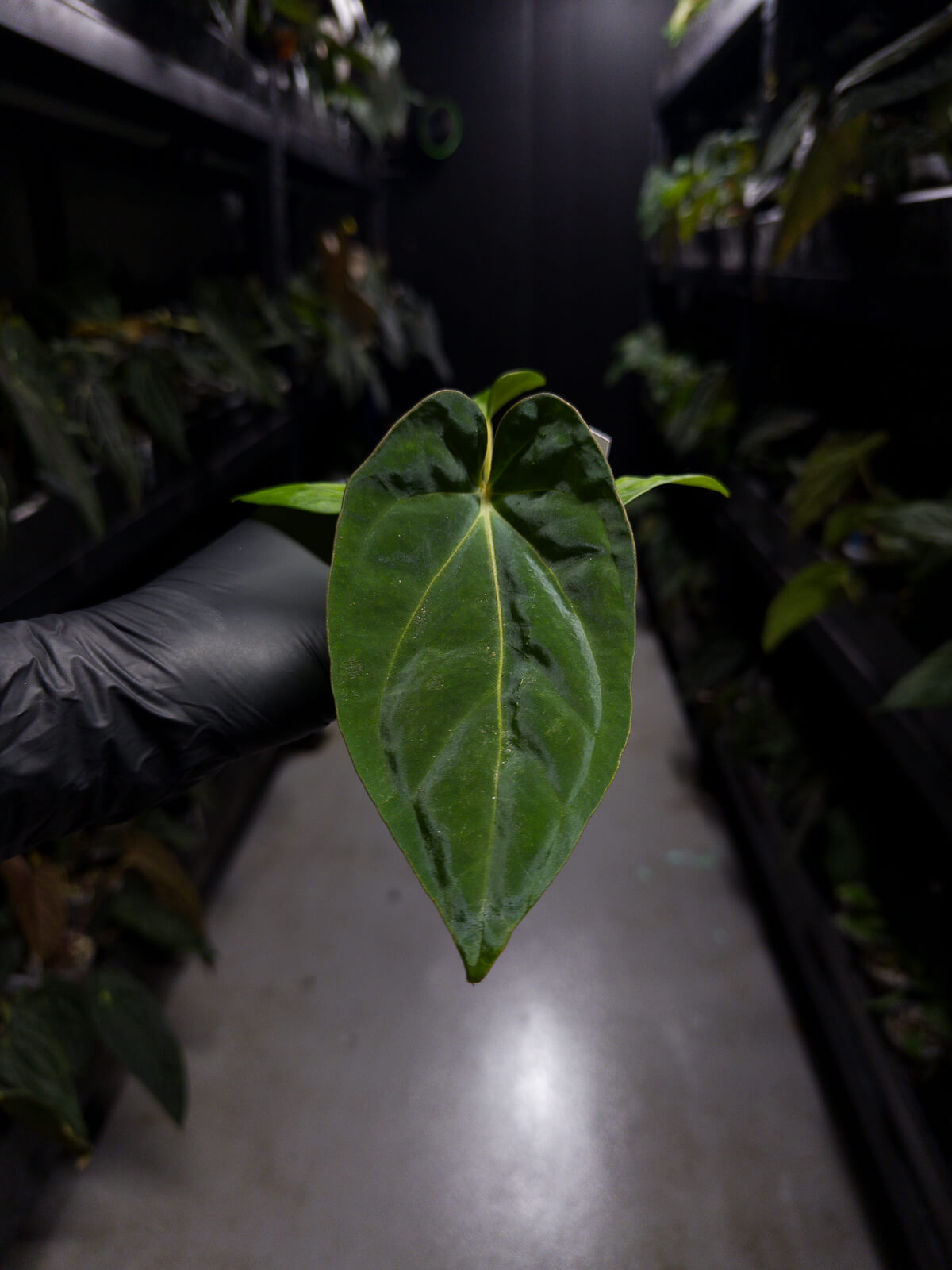 anthurium (dressleri 'RG' f2 x carlablackiae) x kunayalense 'RA7'