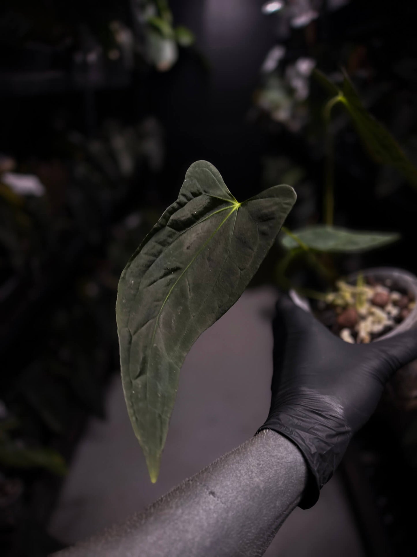 Anthurium #Malphas