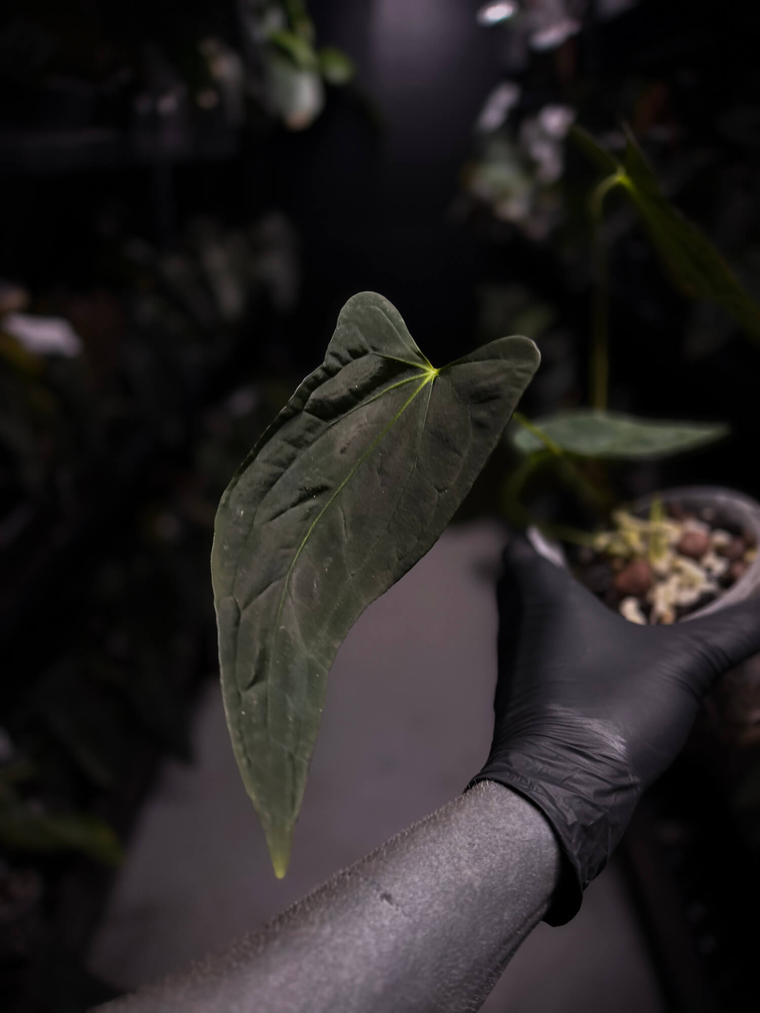 Anthurium #Malphas