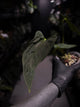 Anthurium #Malphas