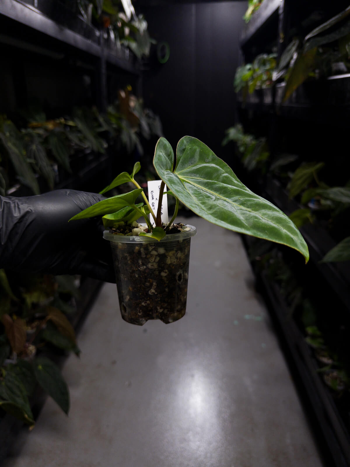 anthurium (dressleri 'RG' f2 x carlablackiae) x kunayalense 'RA7'