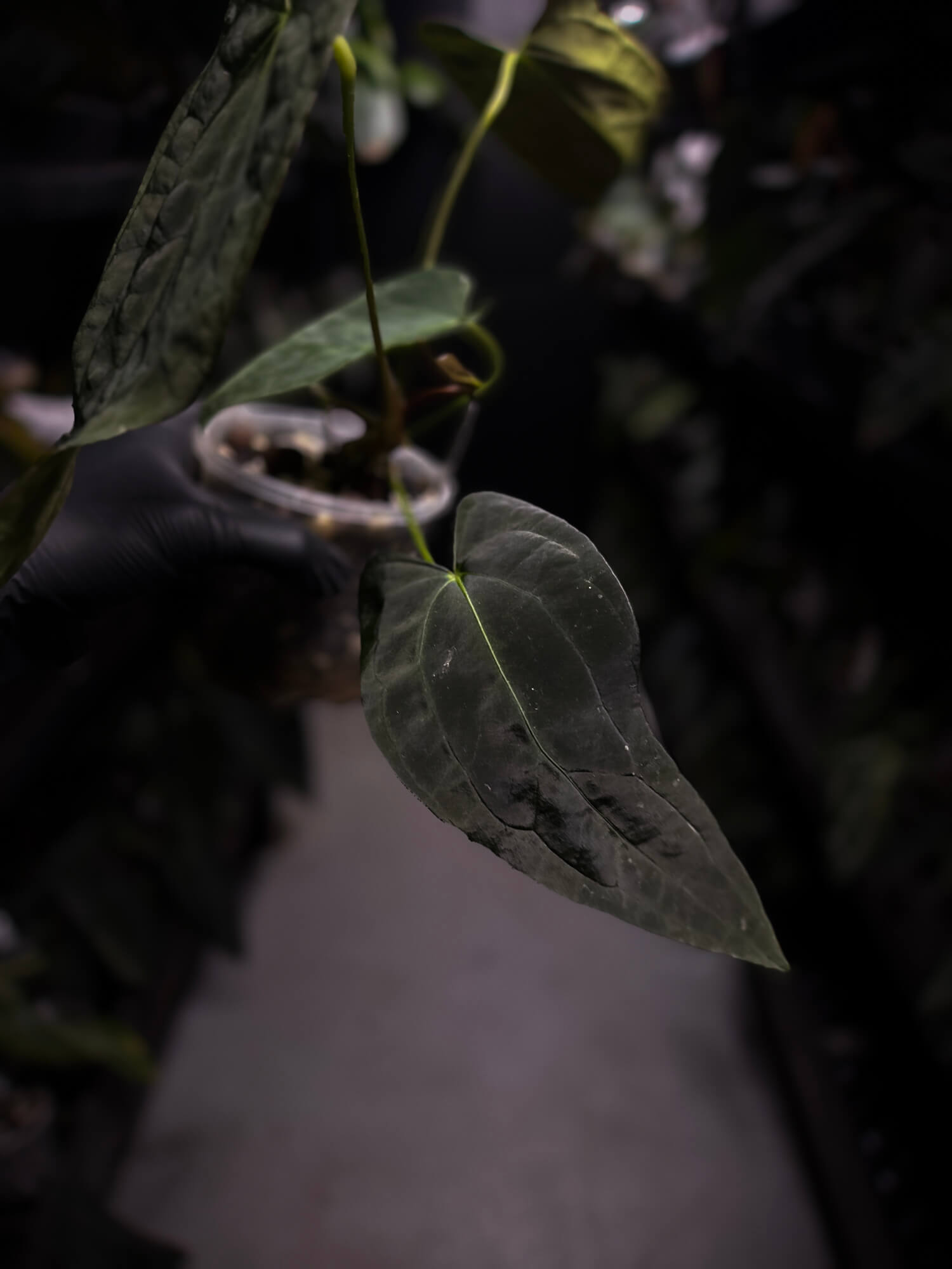 Anthurium #Malphas