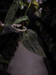 Anthurium #Malphas