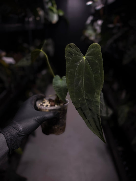 Anthurium #Malphas