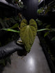 anthurium (dressleri 'RG' f2 x carlablackiae) x kunayalense 'RA7'
