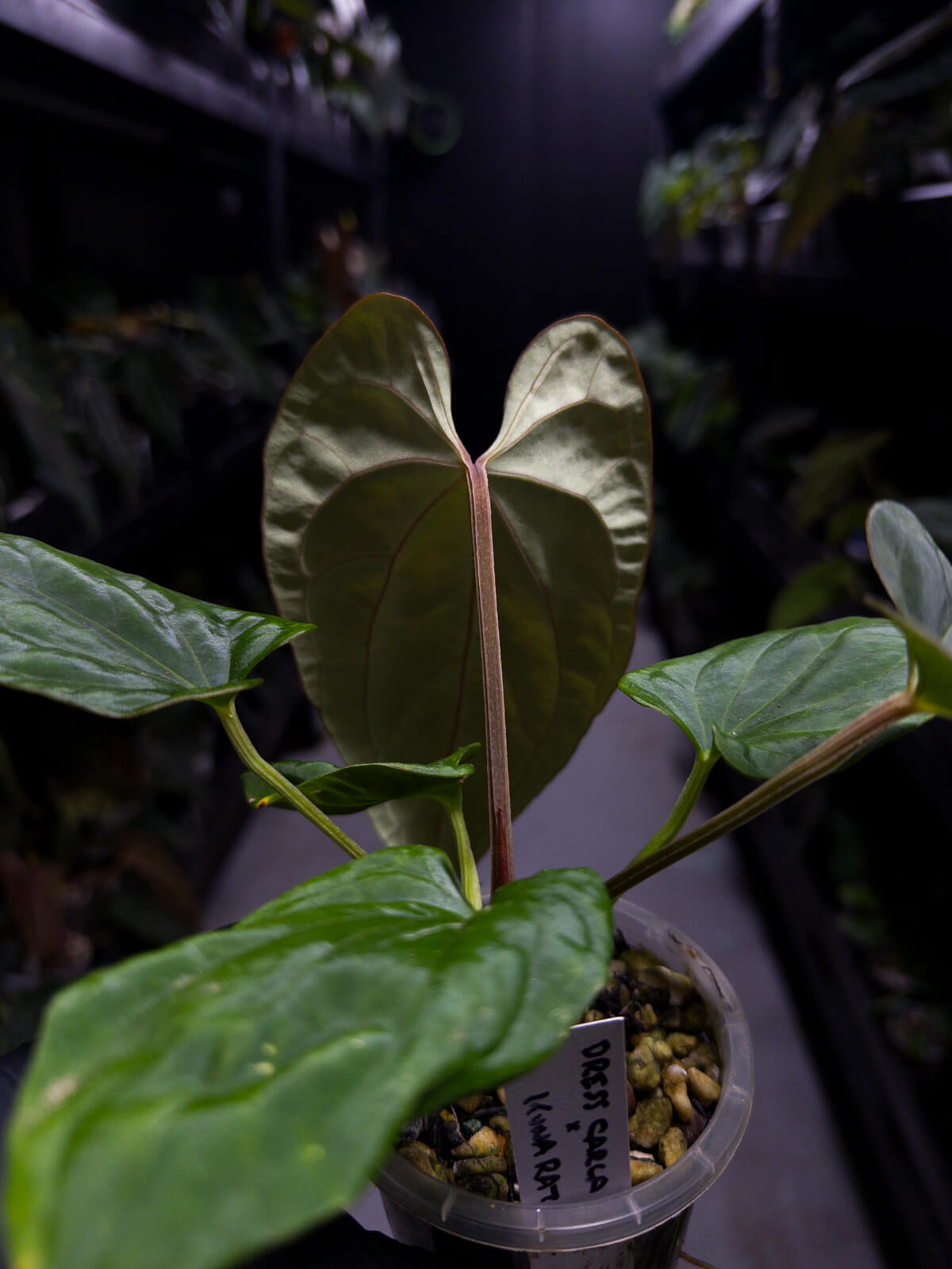 anthurium (dressleri 'RG' f2 x carlablackiae) x kunayalense 'RA7'