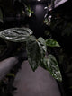 Anthurium #KissinCousins