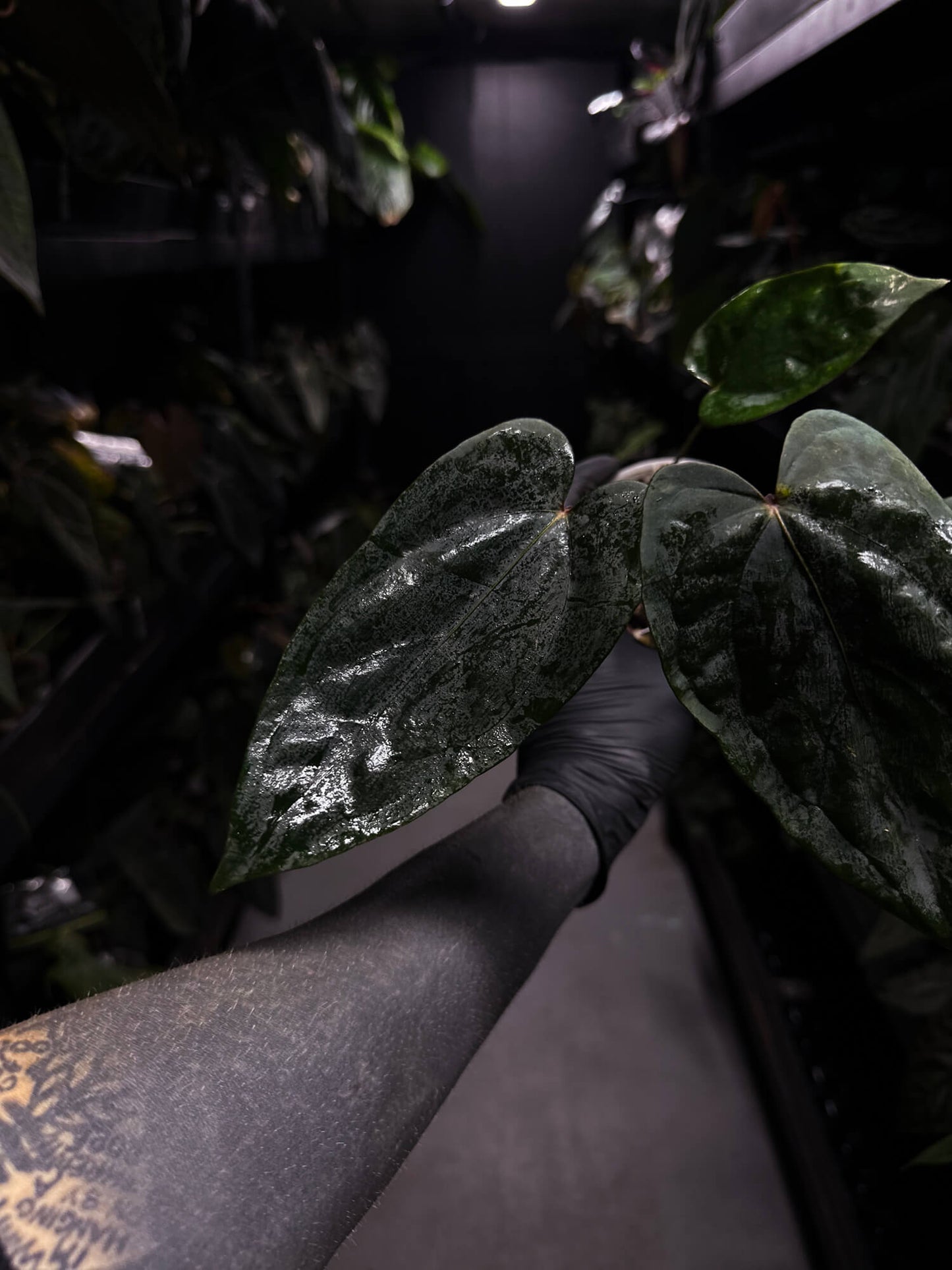 Anthurium #KissinCousins