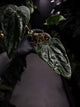 Anthurium #KissinCousins