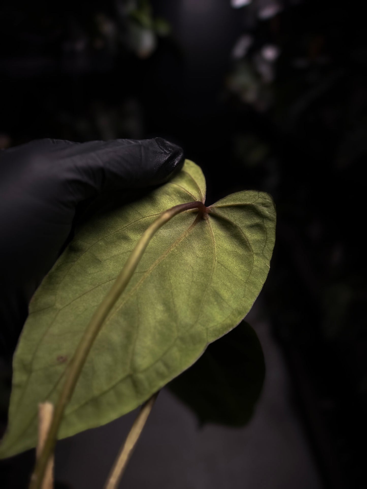 Anthurium #KissinCousins