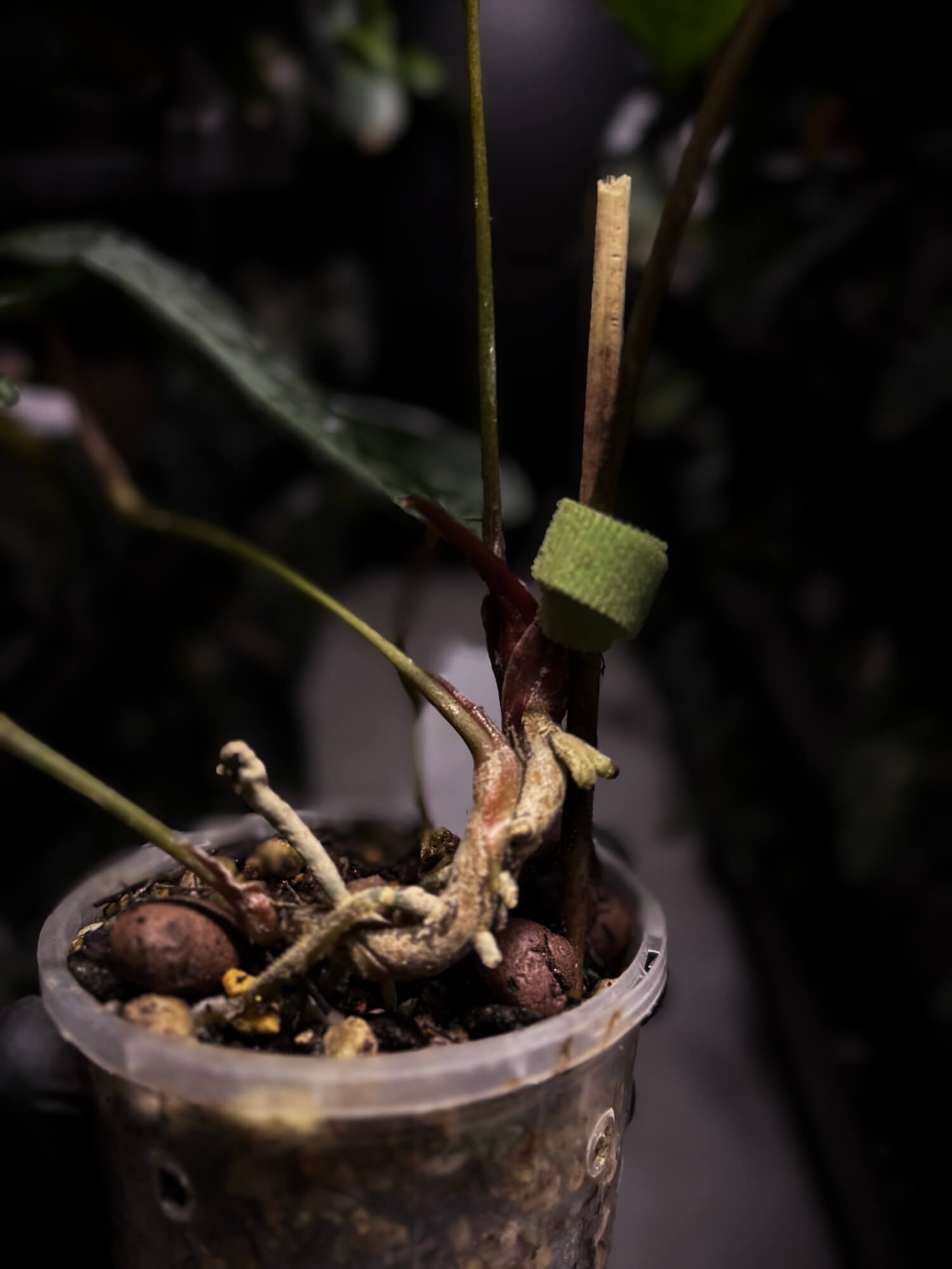 Anthurium #KissinCousins