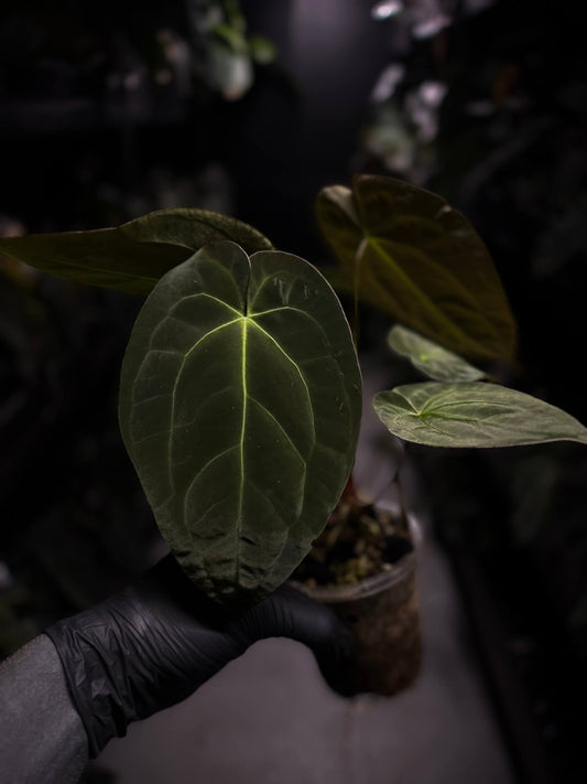 Anthurium 'Danny Dark Noid'