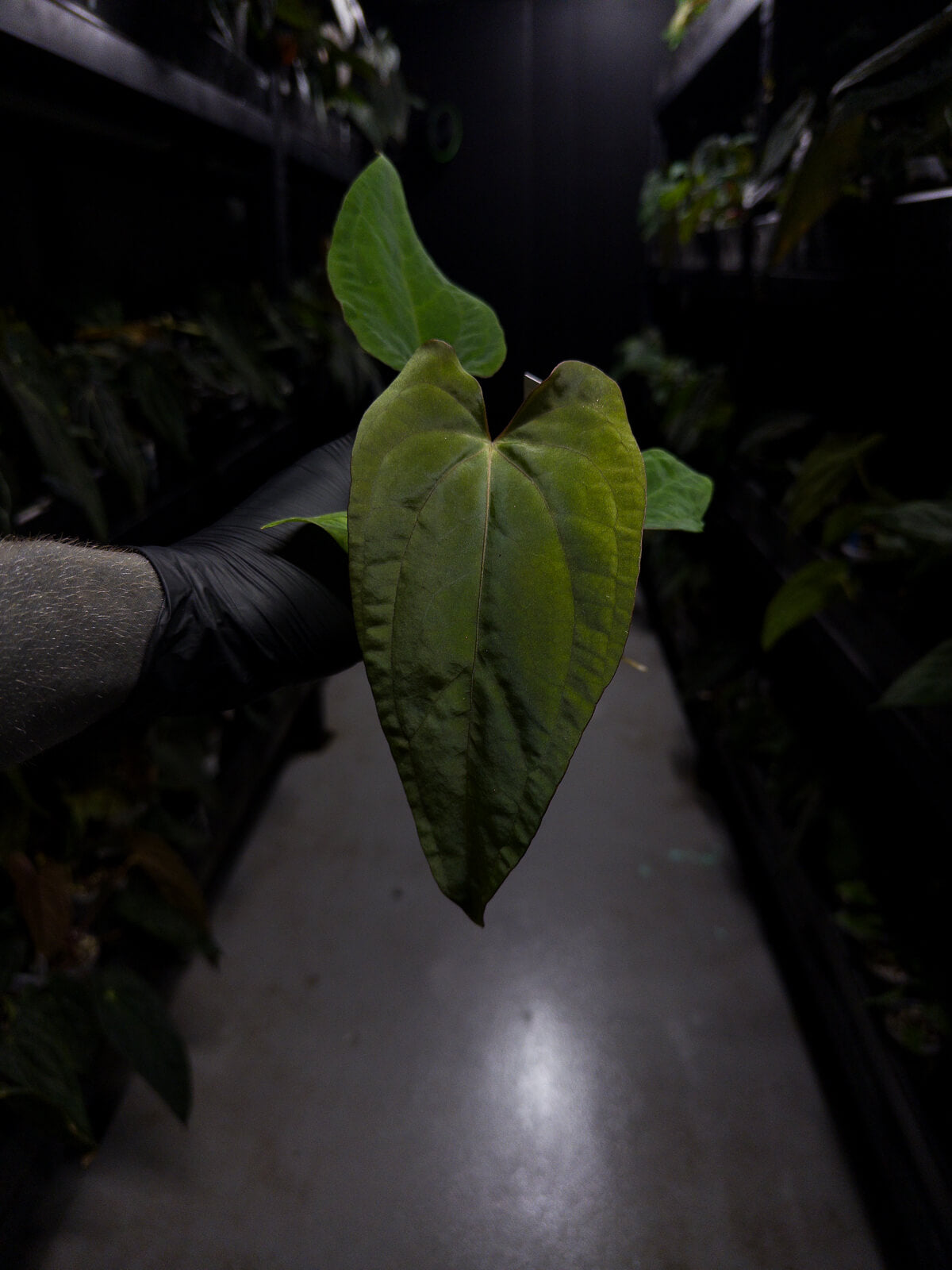 Anthurium (papillilaminum x dressleri) 'JS' x 'Eastern dressleri'