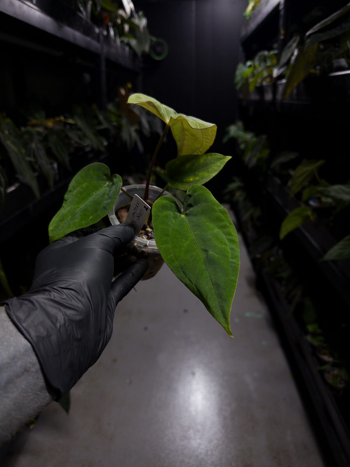 Anthurium (papillilaminum x dressleri) 'JS' x 'Eastern dressleri'