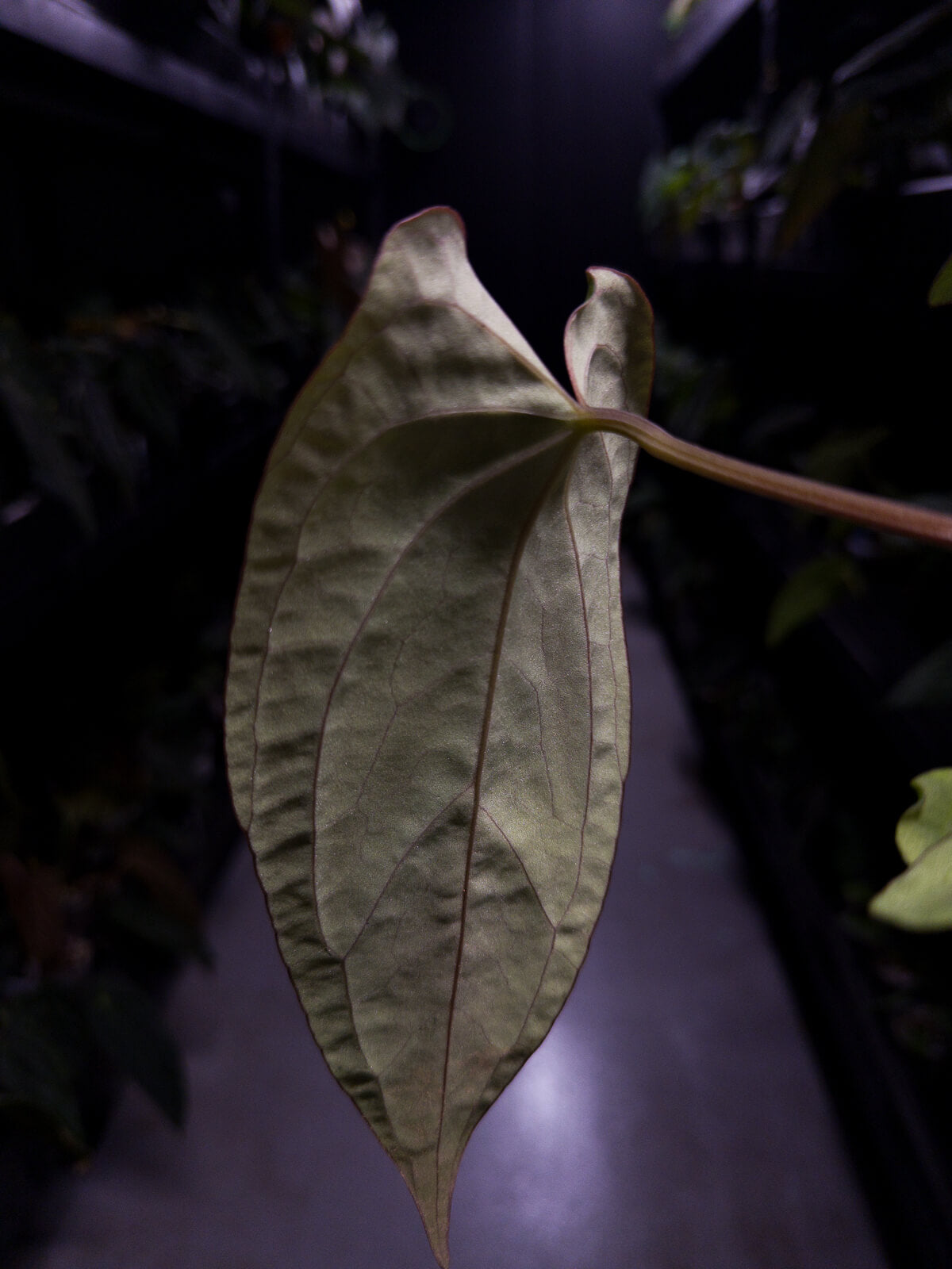 Anthurium (papillilaminum x dressleri) 'JS' x 'Eastern dressleri'