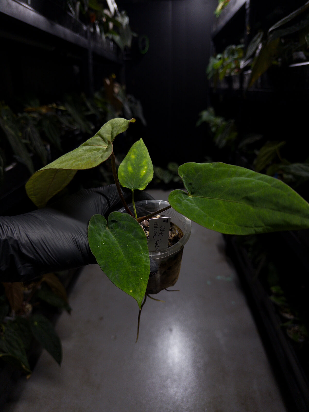 Anthurium (papillilaminum x dressleri) 'JS' x 'Eastern dressleri'