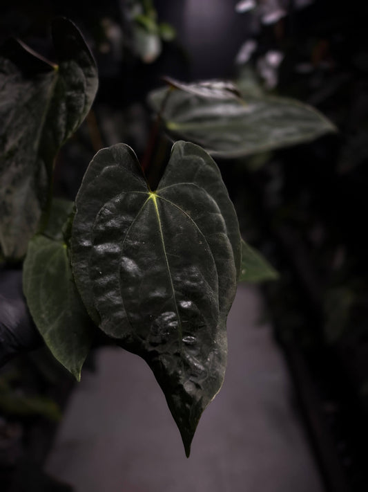 Anthurium #Asmodeus - #TwinPhoenix x (pap x dress)