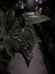 Anthurium #Asmodeus - #TwinPhoenix x (pap x dress)