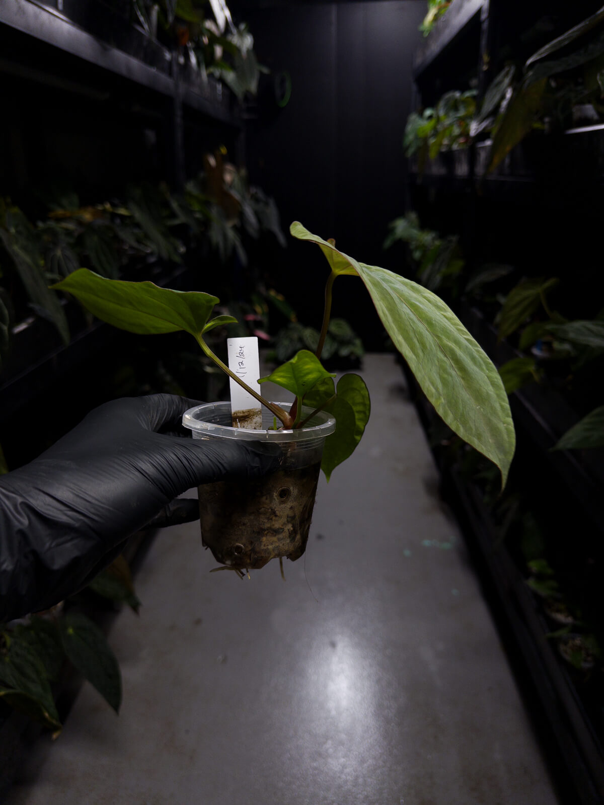 Anthurium (papillilaminum x dressleri) 'JS' x 'Eastern dressleri'
