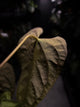 Anthurium #Asmodeus - #TwinPhoenix x (pap x dress)