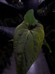 Anthurium (papillilaminum x dressleri) 'JS' x 'Eastern dressleri'