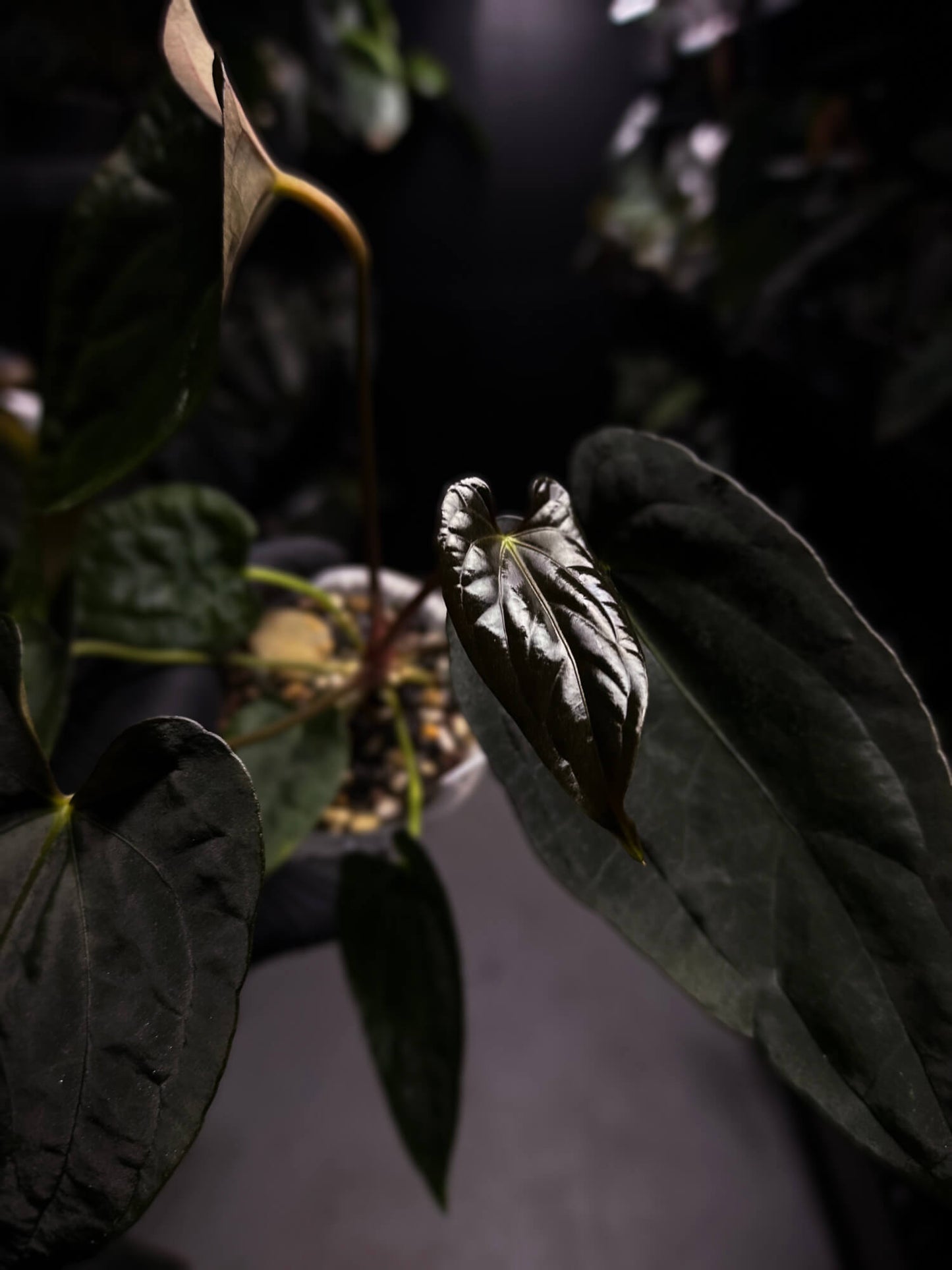 Anthurium #Asmodeus - #TwinPhoenix x (pap x dress)