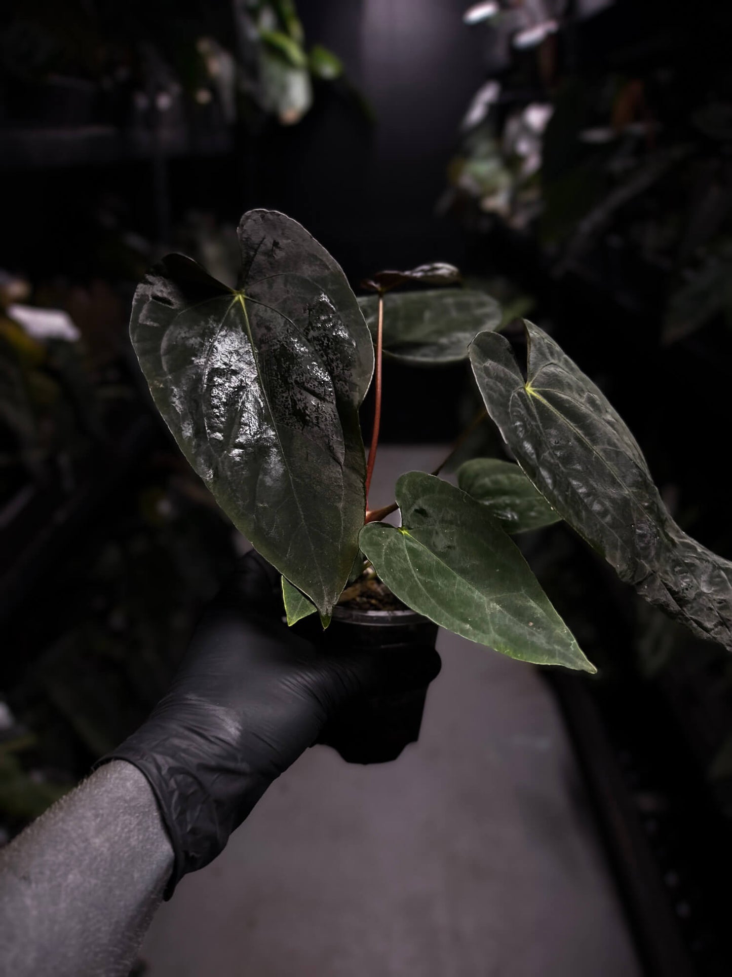 Anthurium #Asmodeus - #TwinPhoenix x (pap x dress)