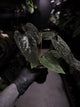 Anthurium #Asmodeus - #TwinPhoenix x (pap x dress)