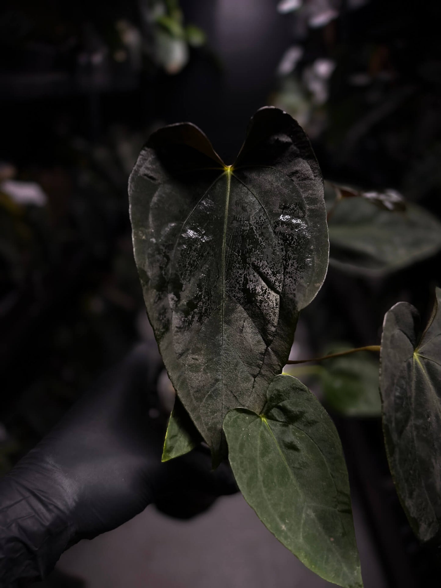 Anthurium #Asmodeus - #TwinPhoenix x (pap x dress)